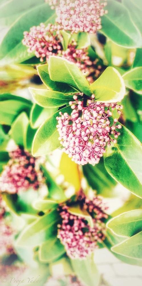 Pink and Green Foliage