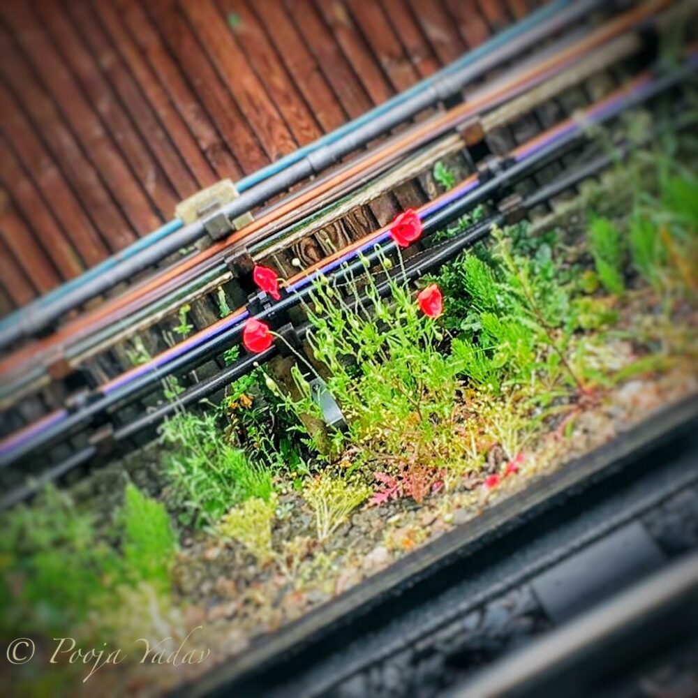 Poppies on rail track