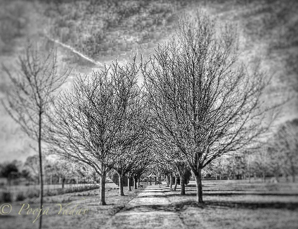 Row of trees