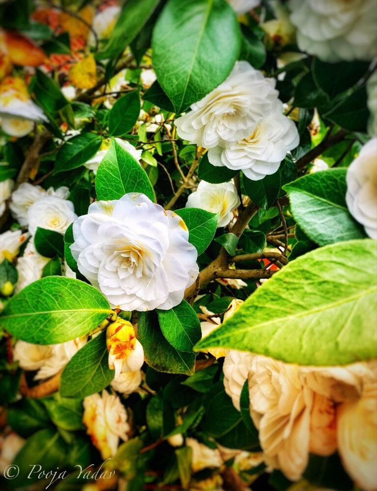 Blooming and withering Camellia