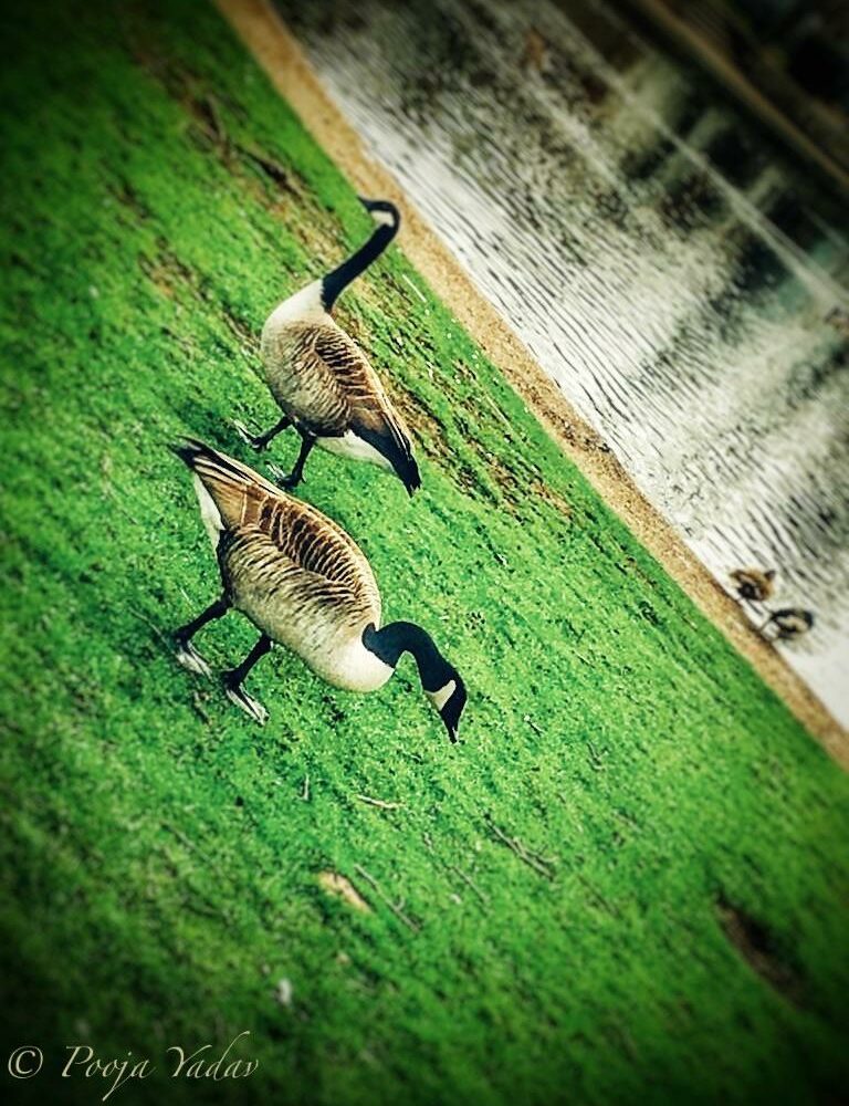 Canada Goose