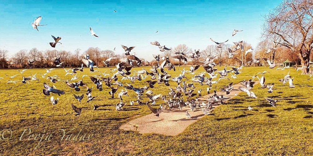 Flight of pigeons