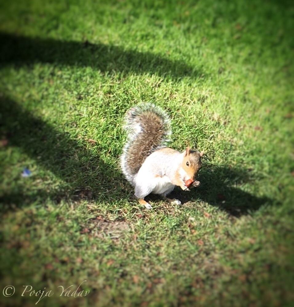 Squirrel and shadowing