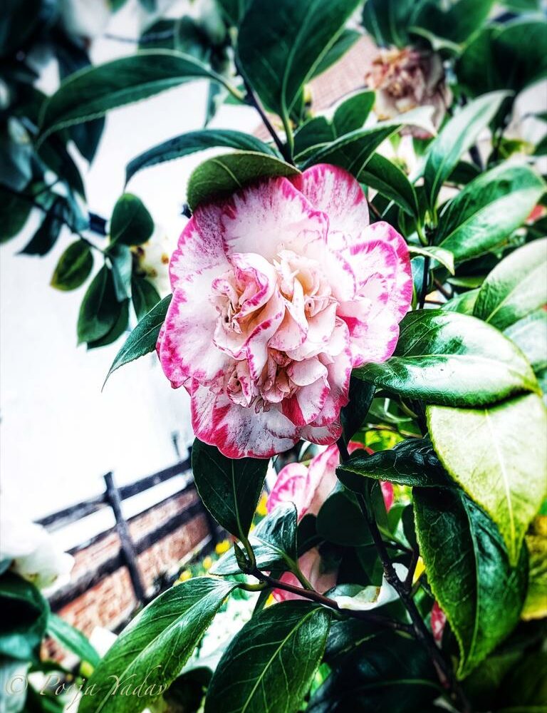 White Pink Camellia