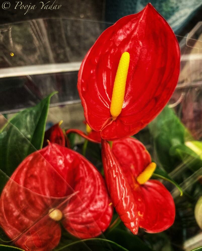 Red Anthurium