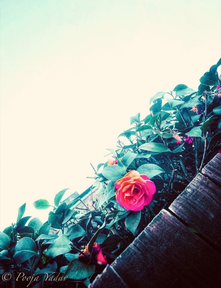 Camellias on hedge