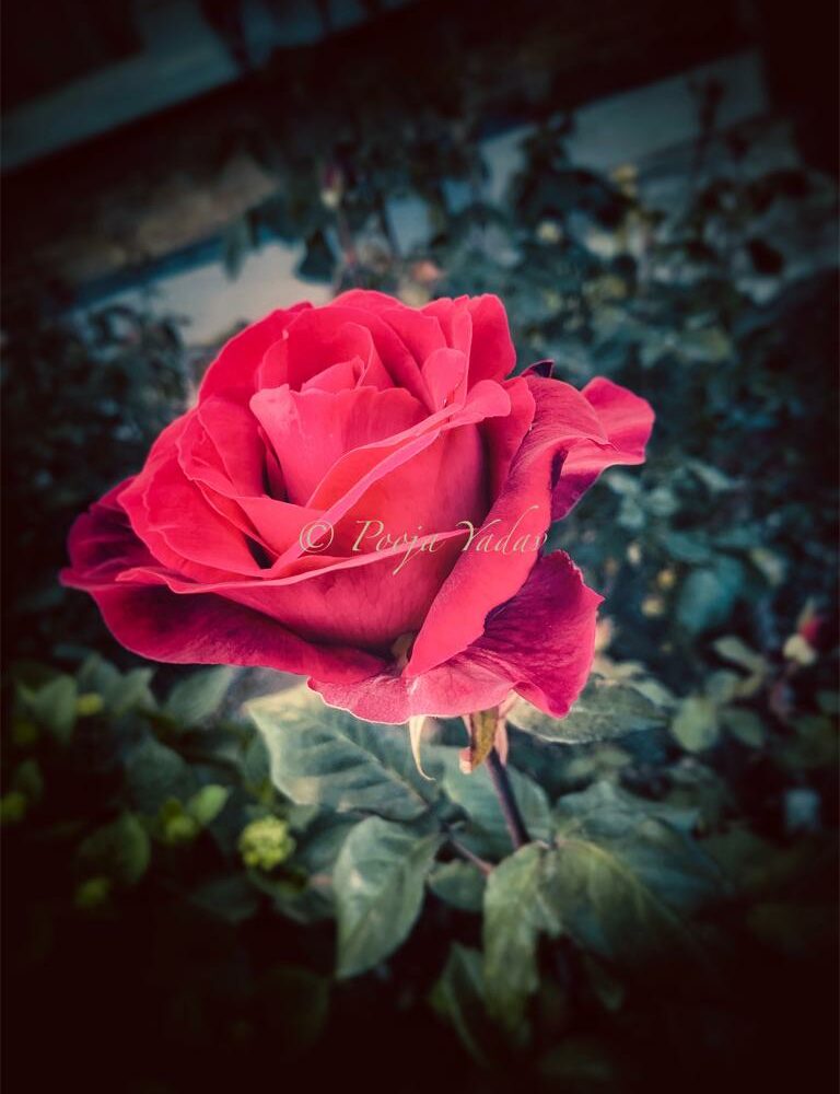 Red  Rose