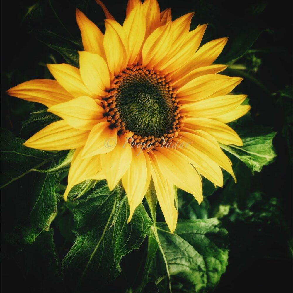 Helianthus