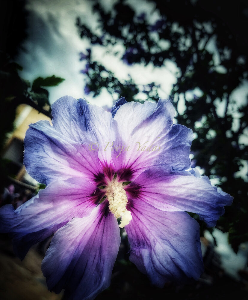 Hibiscus syriacus; Blue Bird