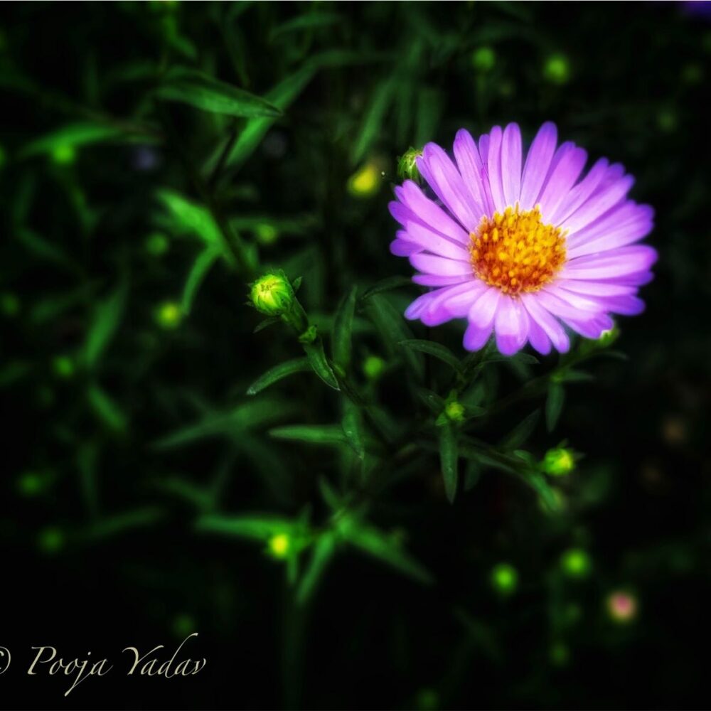 Purple Daisy