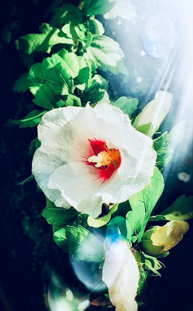 Hibiscus moscheutos