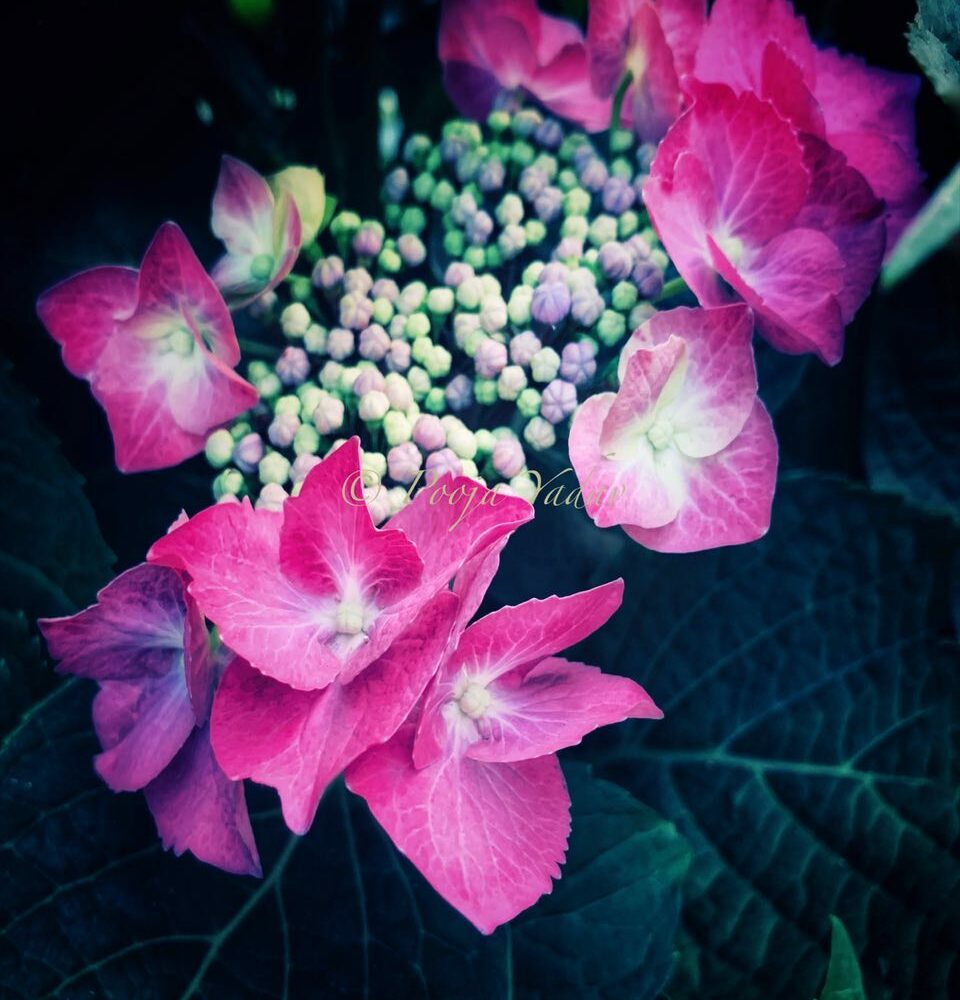 Purple hydrangea