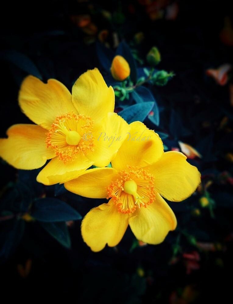 Anemones ranunculoides