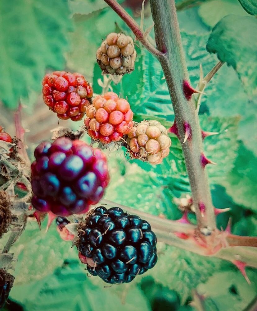 Cascade; Wild Spiky Bramble Berries