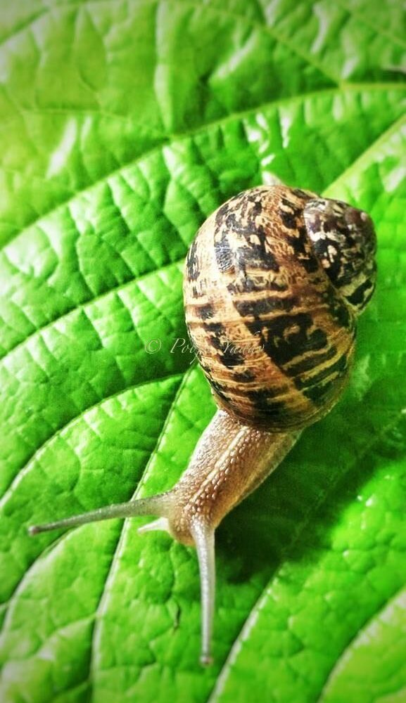 A snail🐌