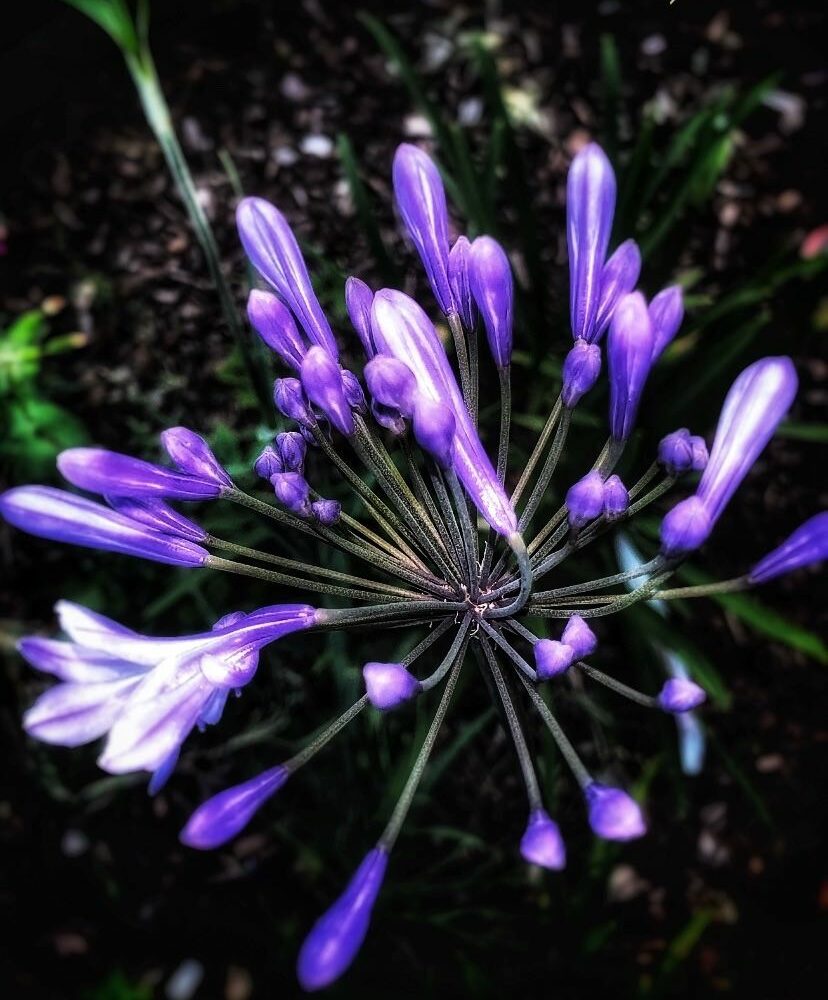 Agapanthus