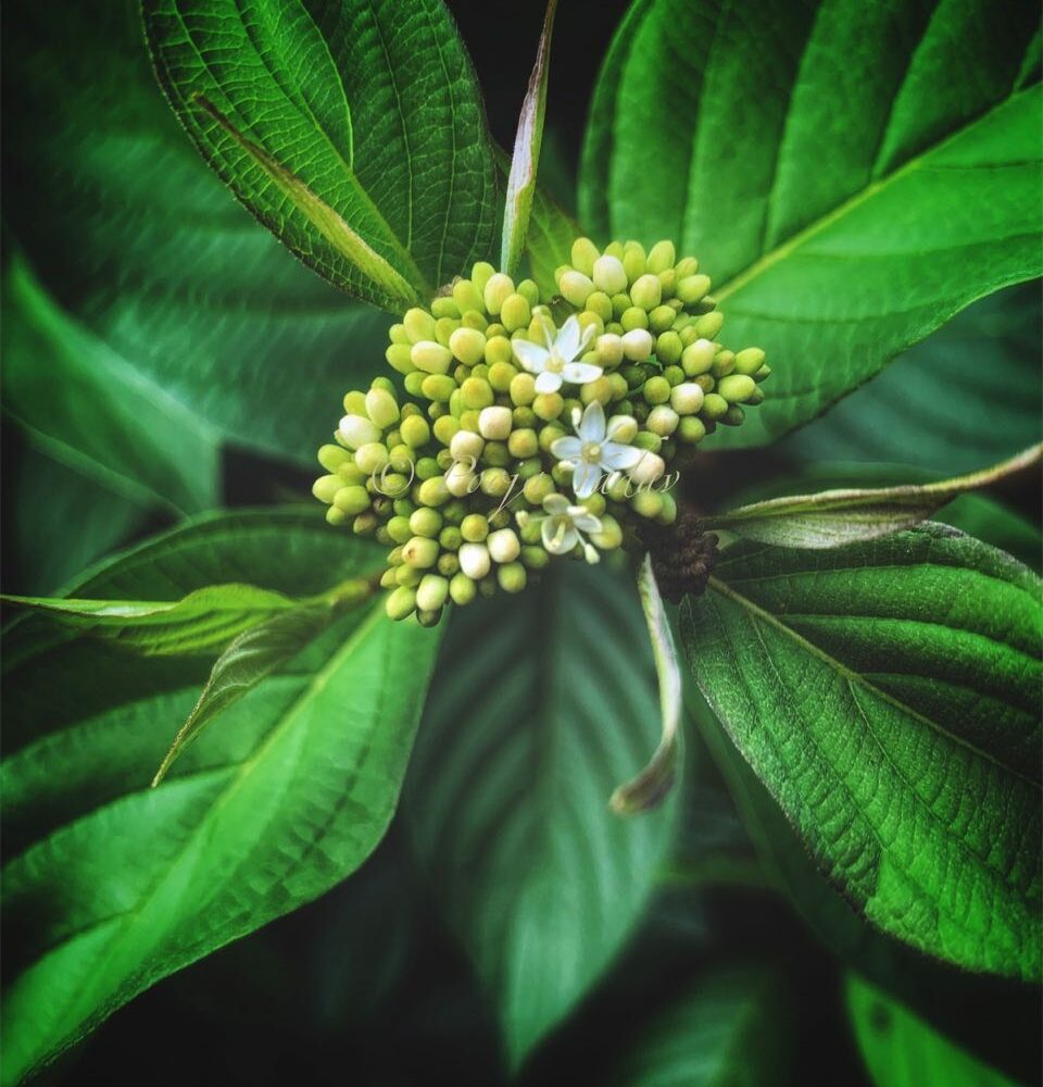 Leaves and Petals