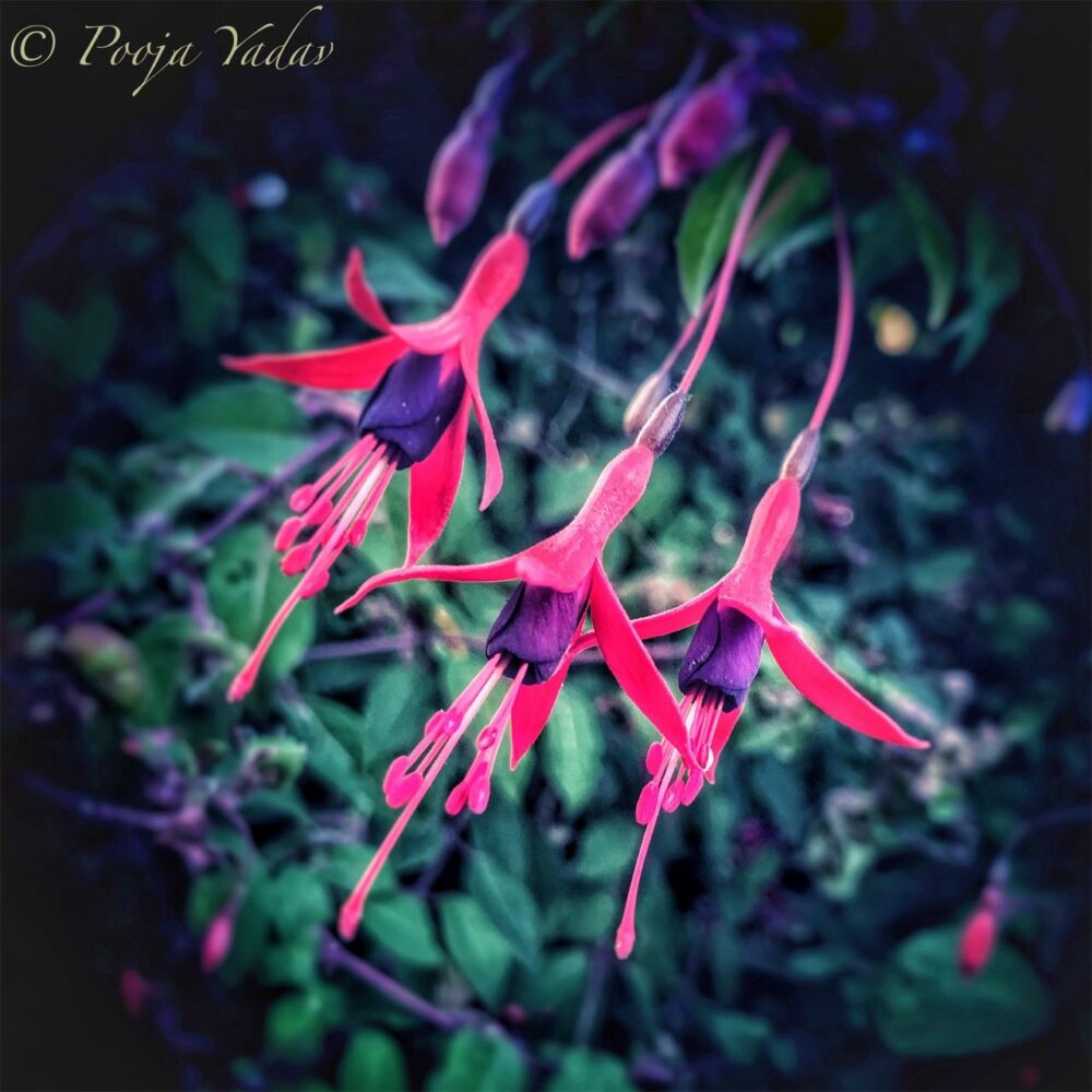 Fuchsias