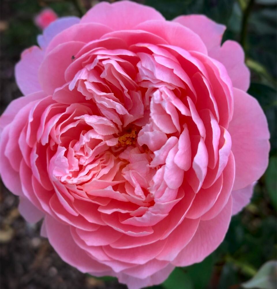 Old English Rose