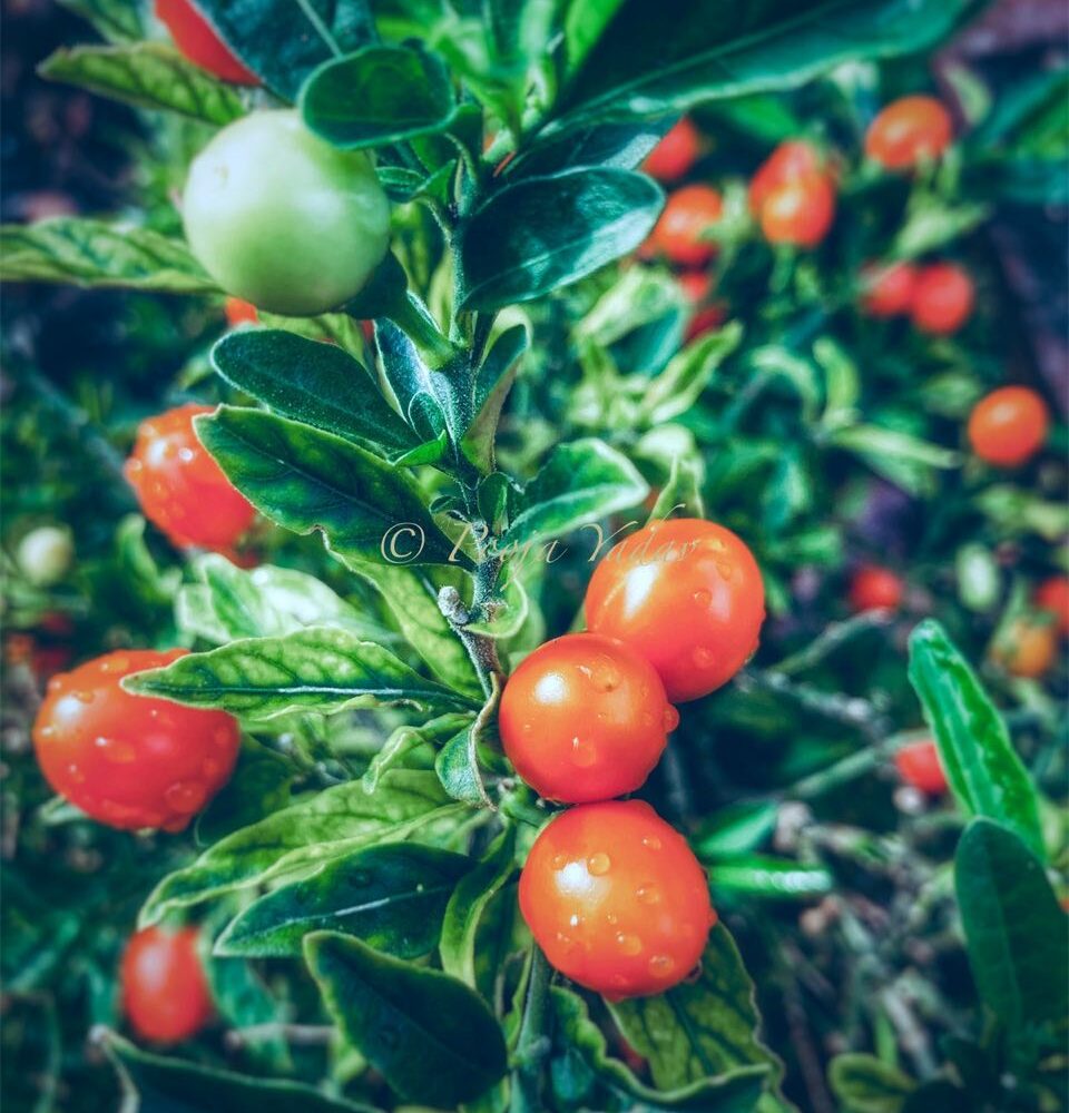 Tomatoes in town