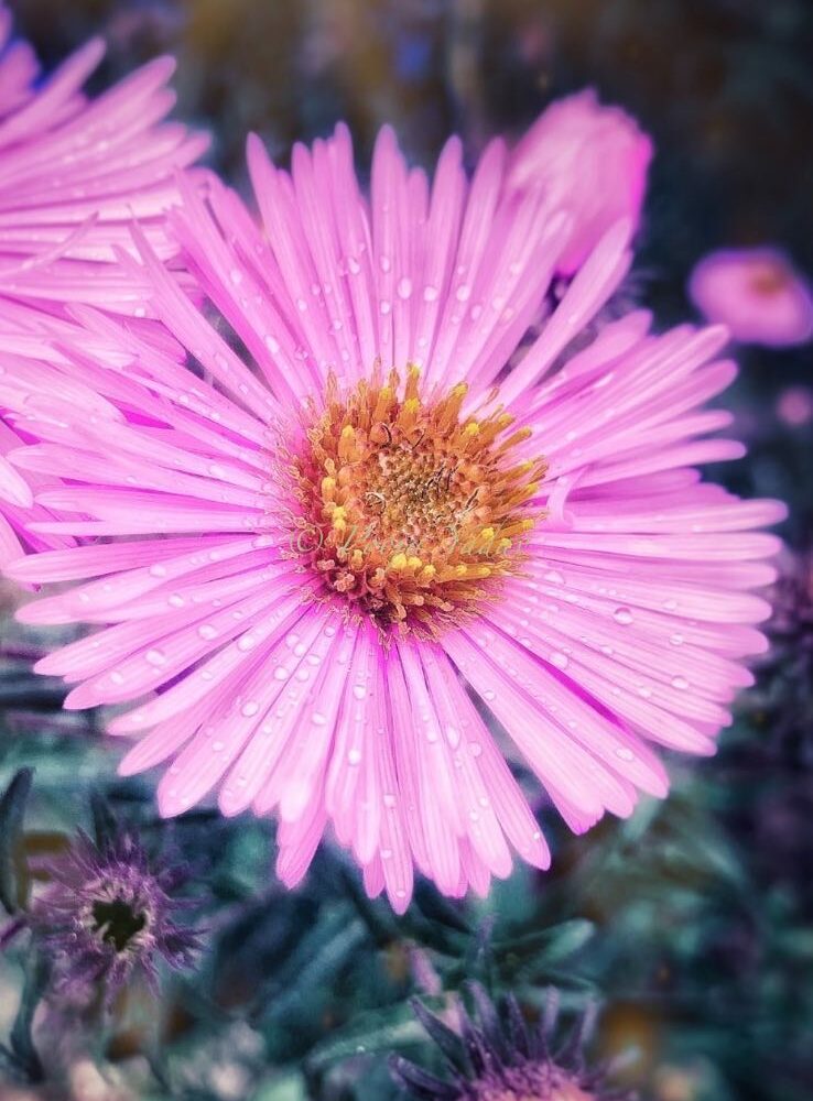 Erigeron glaucus