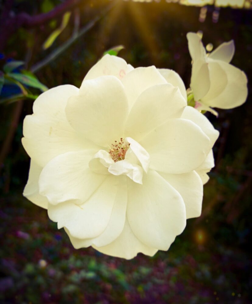 White Asian Rose