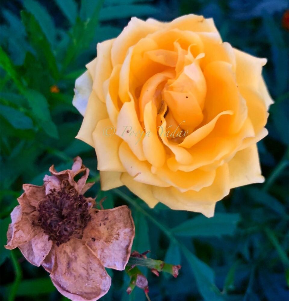 Yellow Old English Rose