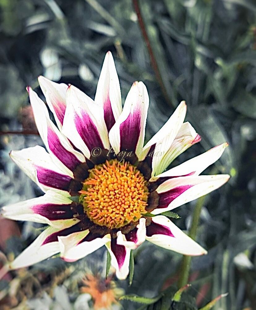 Autumn flashes on Dahlia