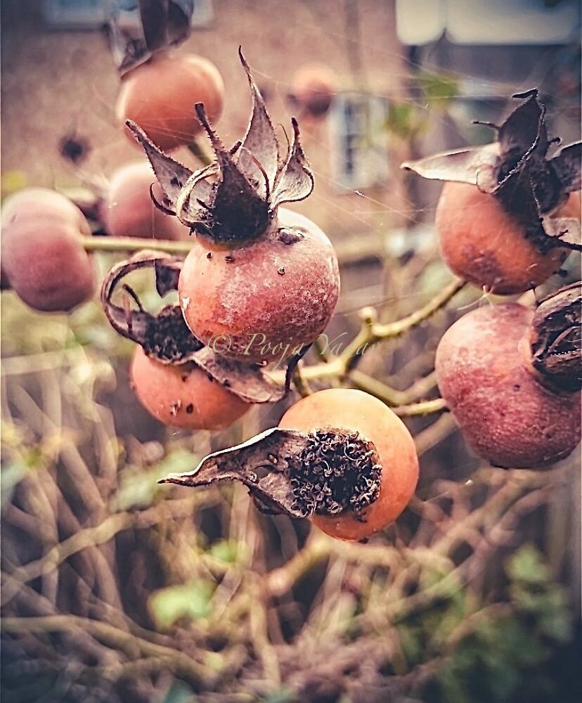 Rose hips and web