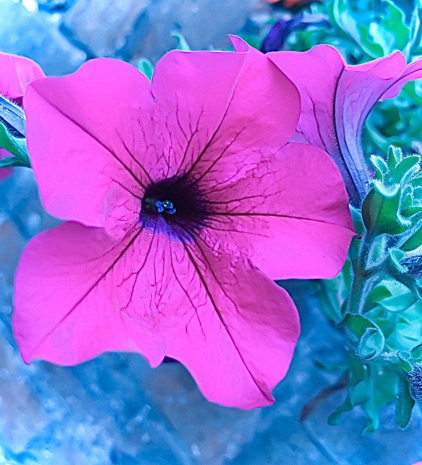 Purple Petunia