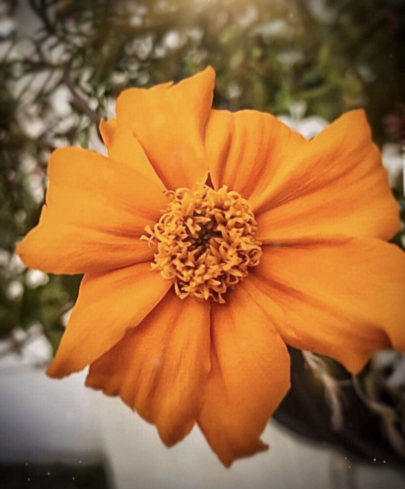 Orange Marigold