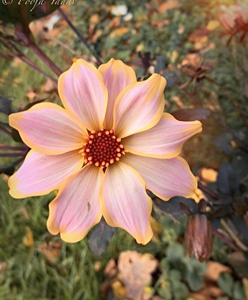 Dahlia in Autumn