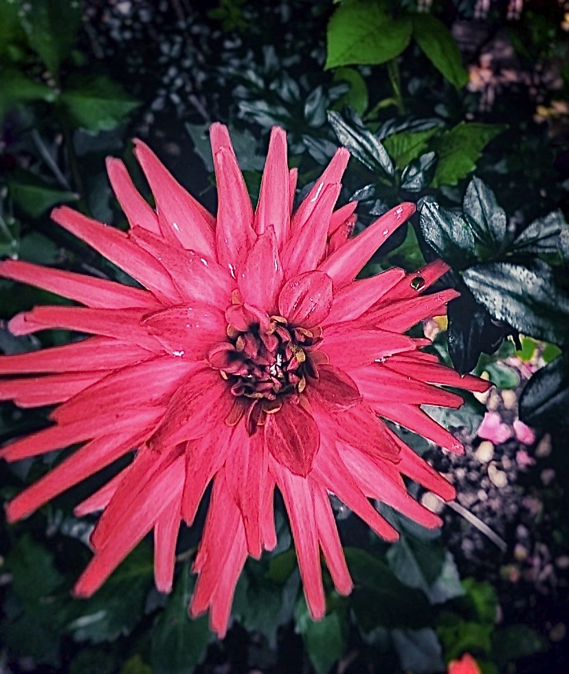 Dahlia