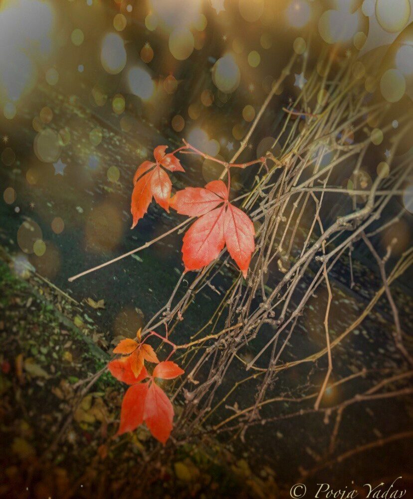 Autumn 🍂