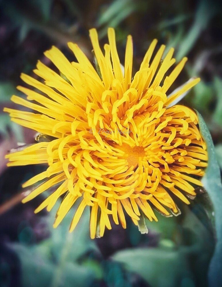 Yellow blossom