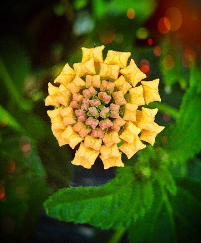 Lantana  camara