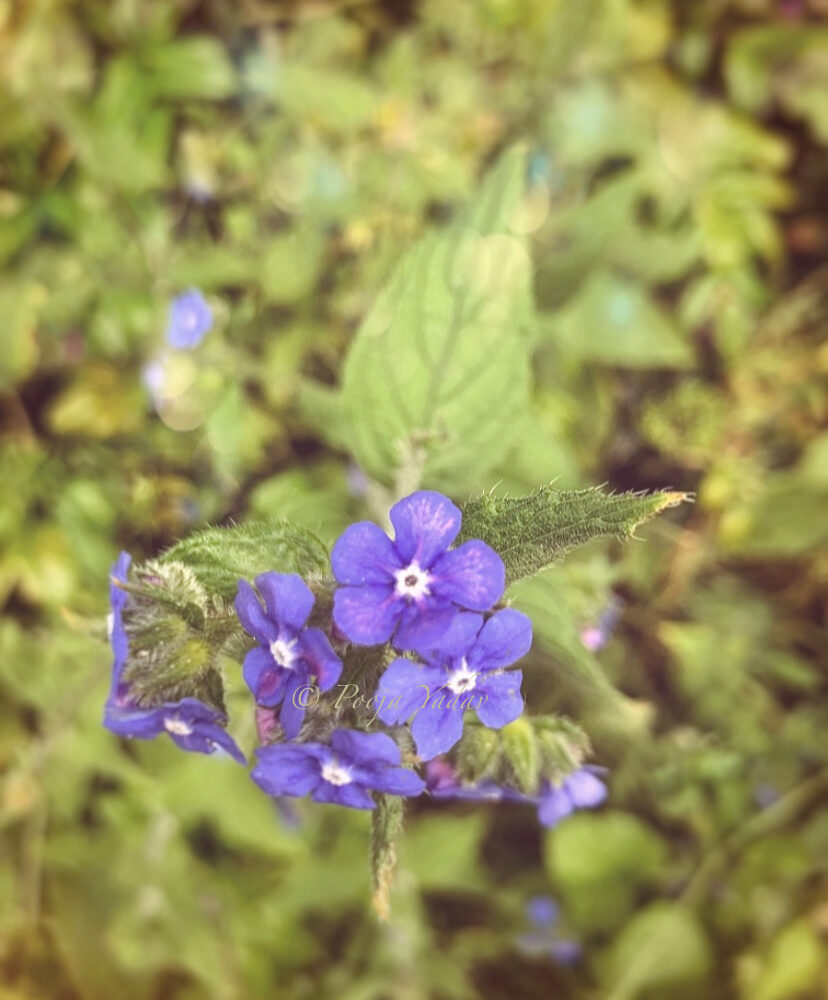 Phlox paniculata