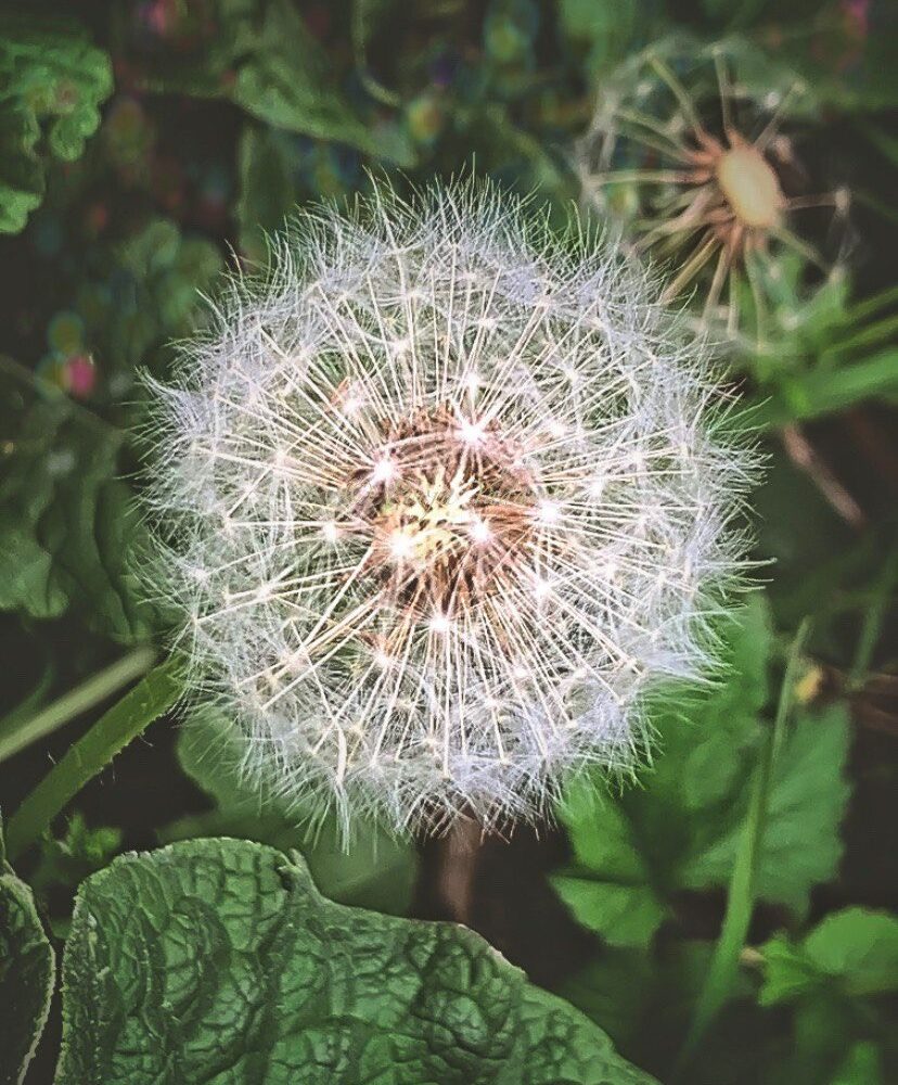 Dandelion