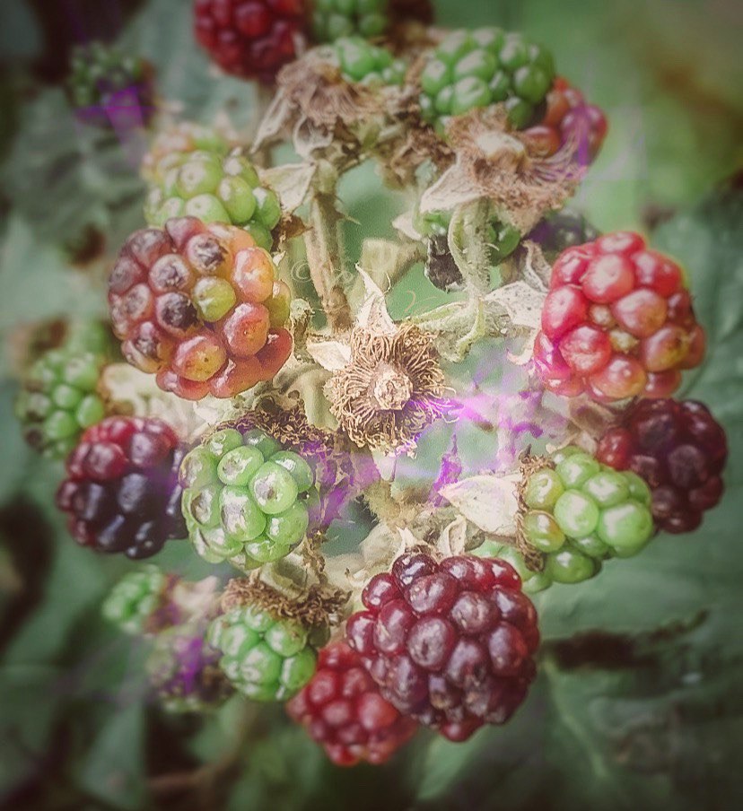 Summer berries