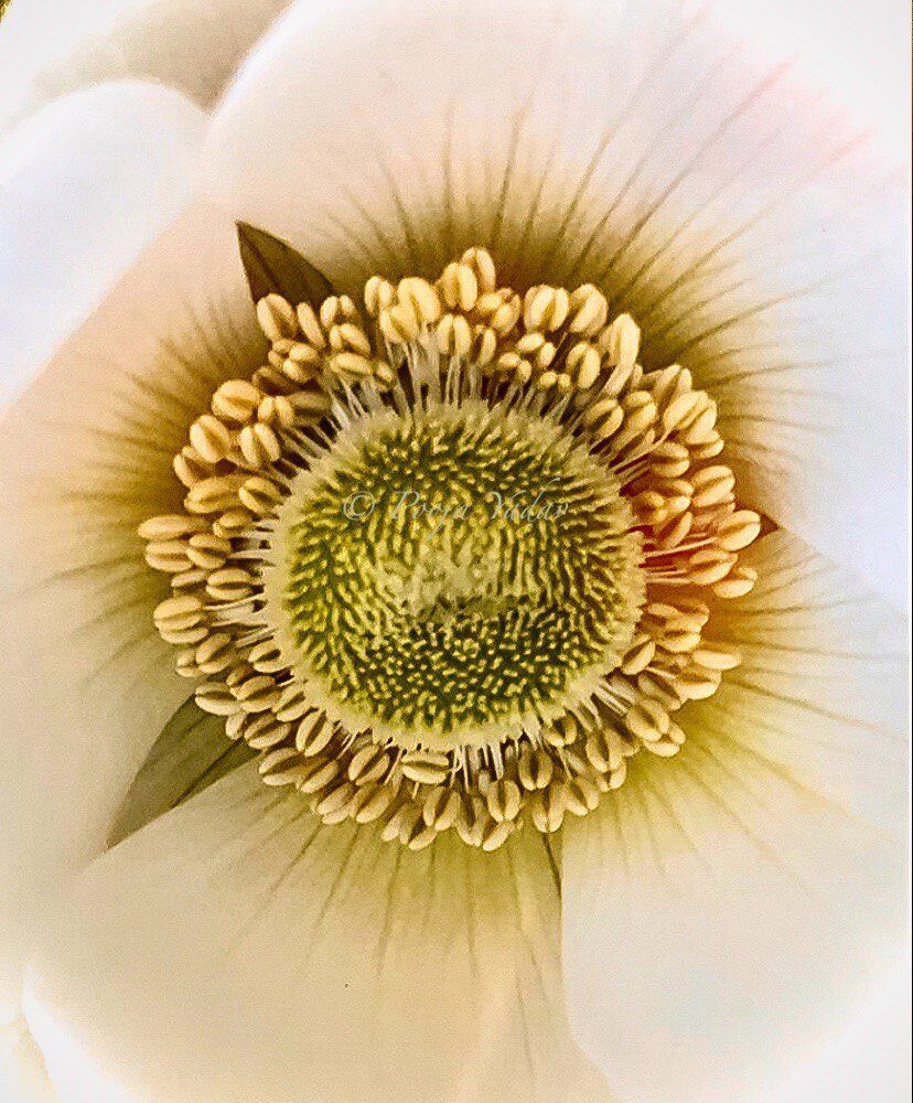 Anemone coronaria