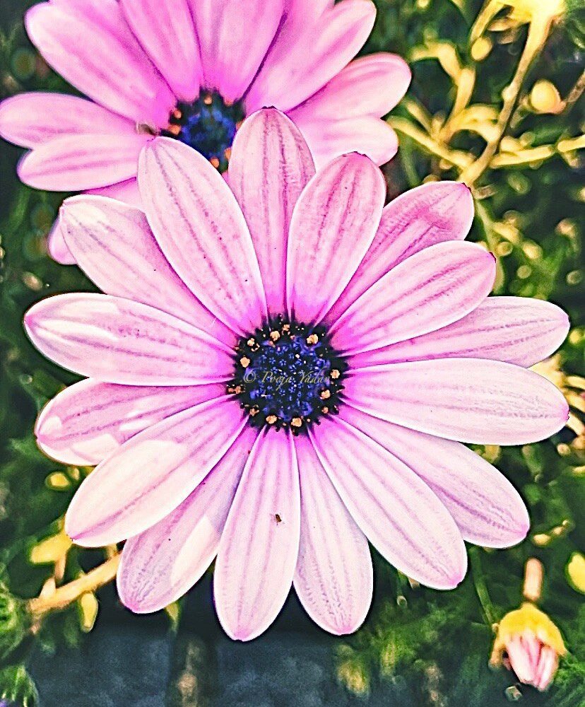 Osteospermum