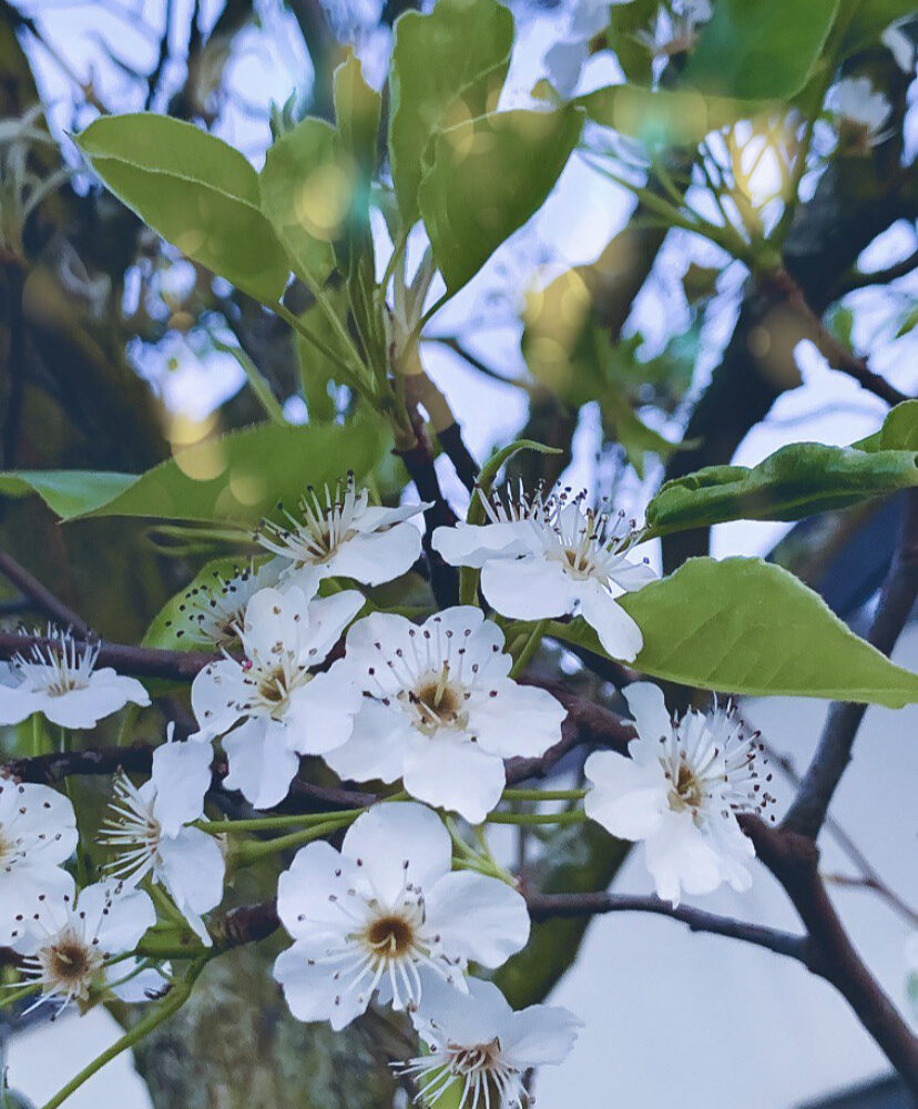 Prune blossom