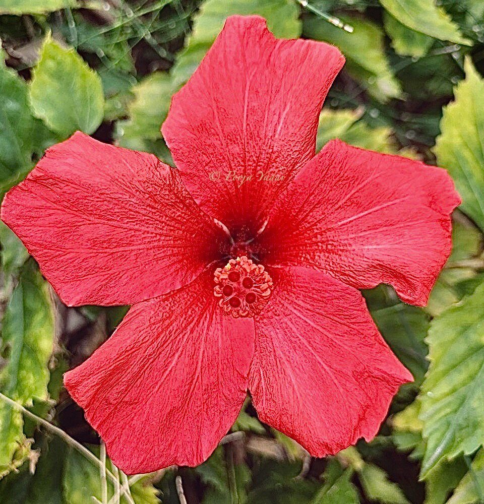 Hibiscus 🌺