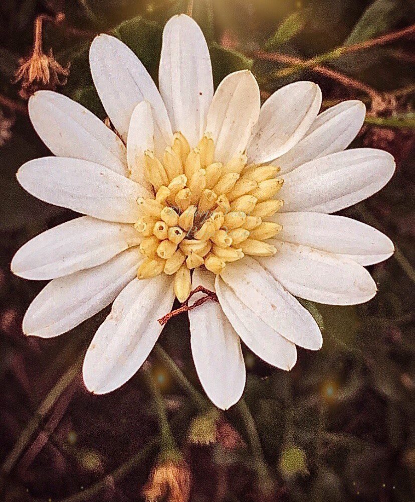 White bloom