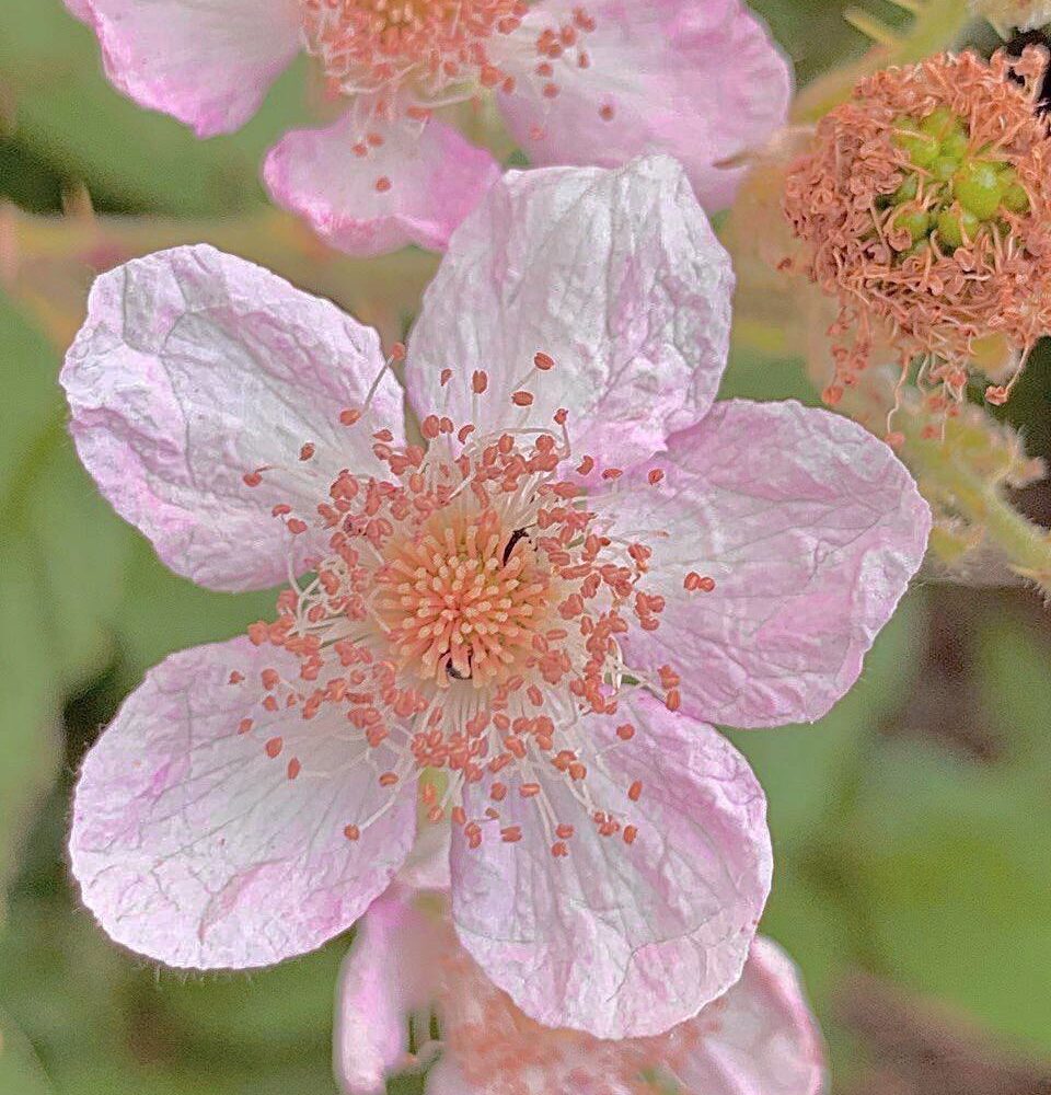Pink blossom