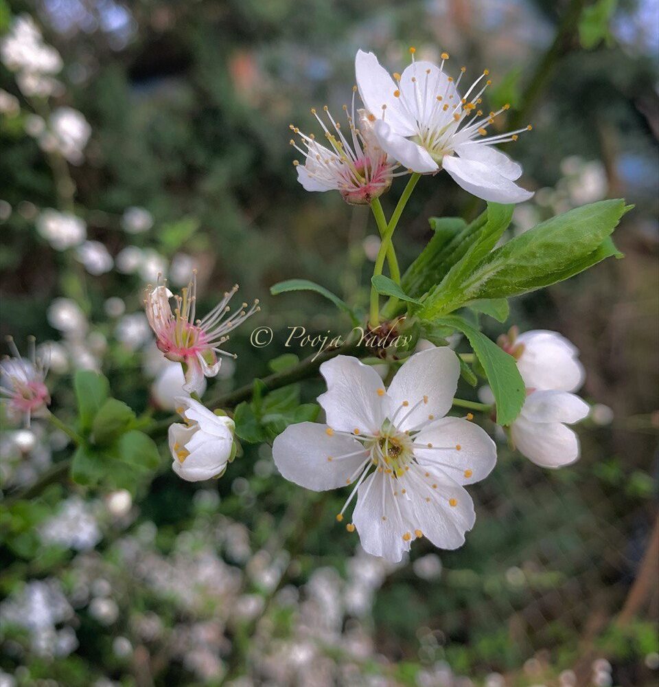 Cherry blossom