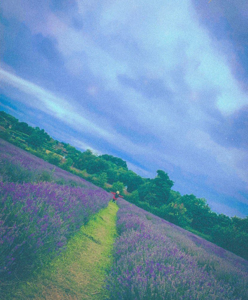 Mayfield Lavender