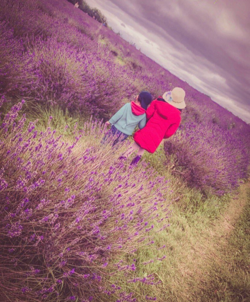 Lavender Field